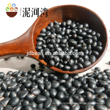 Professional Maufacture of Black Bean Yellow Kernel With Big Size